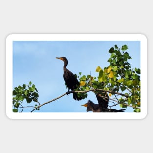 Two Double-crested Cormorants In a Tree Sticker